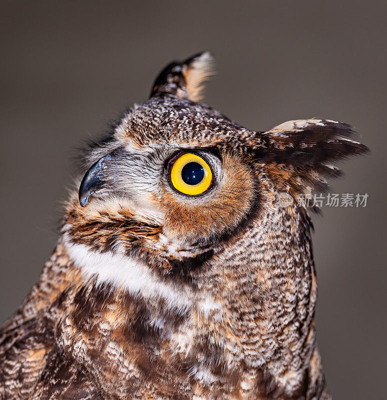 大角猫头鹰，Bubo virginianus，也被称为老虎猫头鹰，是一种原产于美洲的大型猫头鹰。它是一种适应性强的鸟，分布范围很广，是美洲最广泛分布的真正的猫头鹰。Pepperwood保存;圣罗莎;